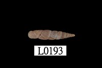 藏品(謝氏煙管蝸牛)的圖片